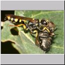 Mellinus arvensis - Kotwespe w27d mit Fliege.jpg